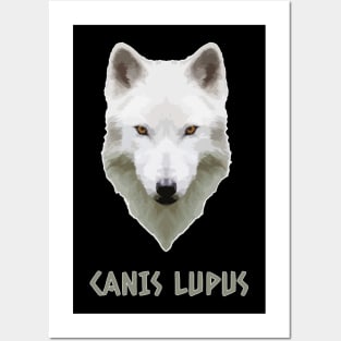 Canis Lupus Wolf Animalia Posters and Art